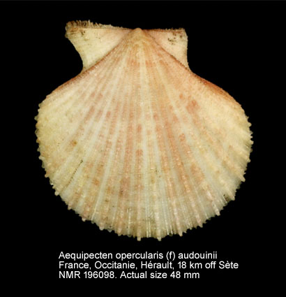 Aequipecten opercularis (f) audouinii (3).jpg - Aequipecten opercularis (f) audouinii(Payraudeau,1826)